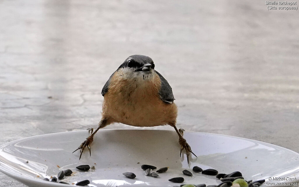 Sittelle torchepotadulte, mange