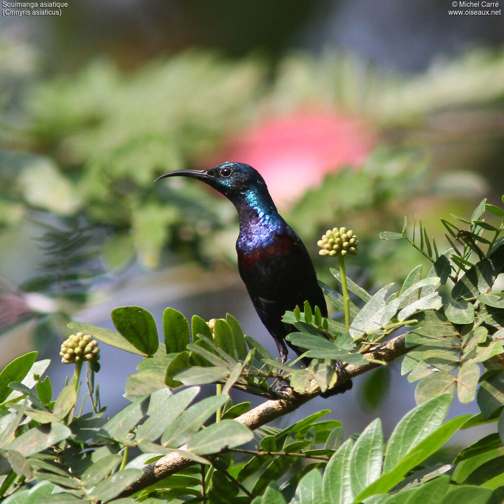 Purple Sunbird
