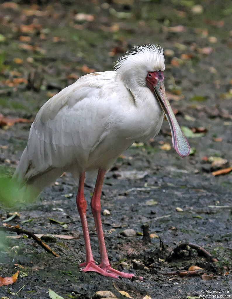 African Spoonbill