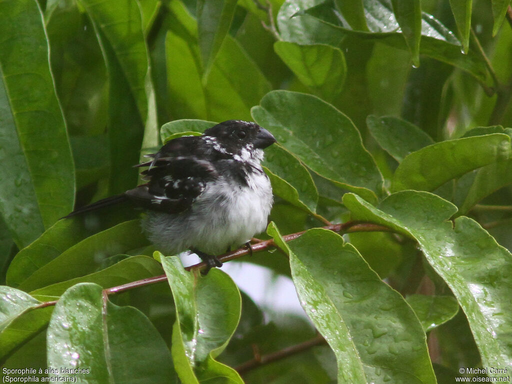 Wing-barred Seedeater male adult