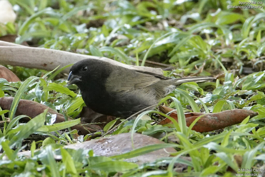 Sporophile cici - Cici verdinère<br /> mâle adulte