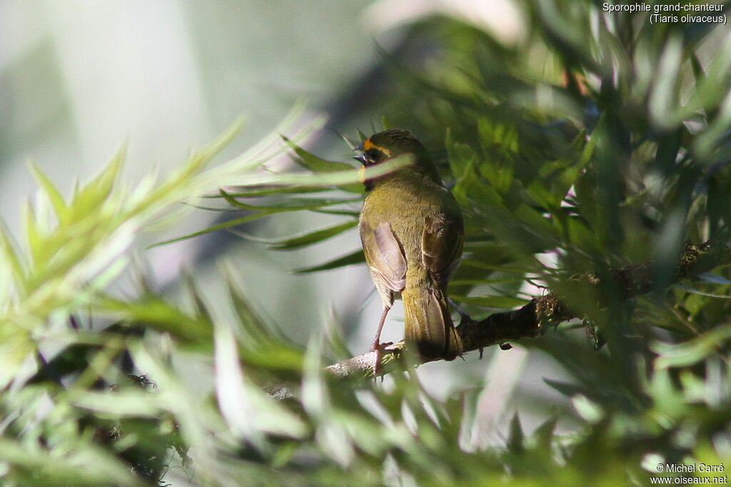 Yellow-faced Grassquit male adult
