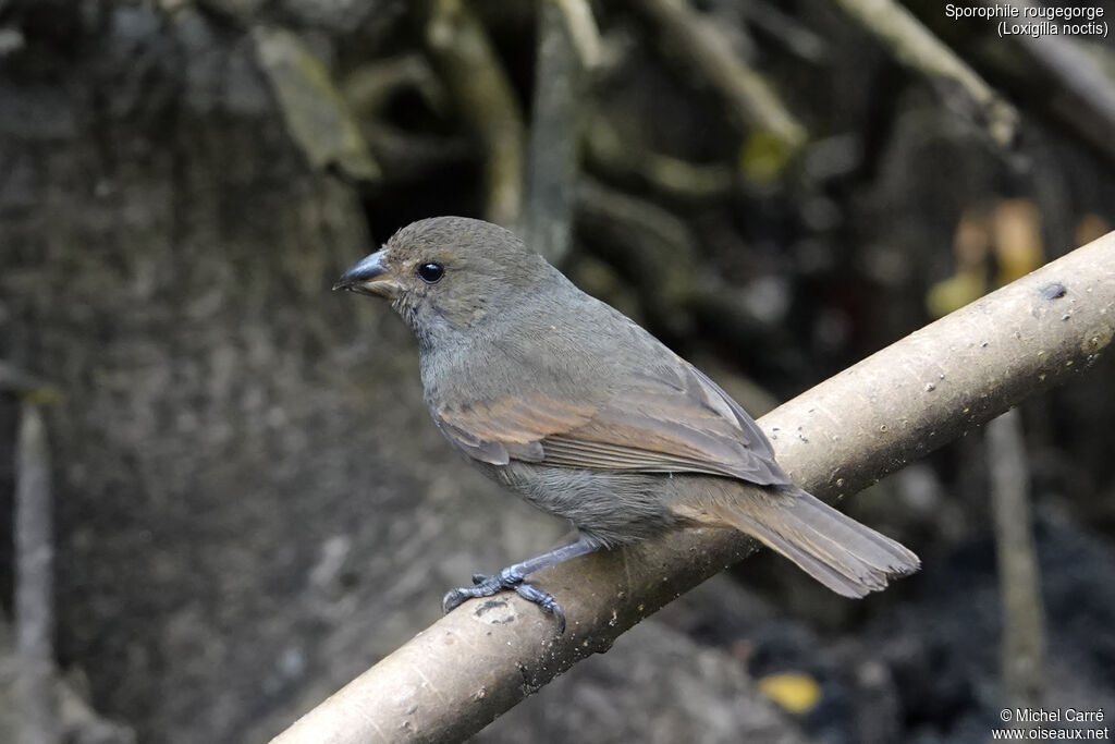 Sporophile rougegorge - Pèrenoir rougegorge<br /> femelle adulte