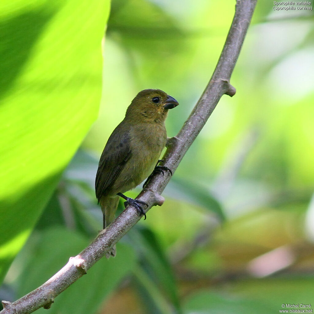 Sporophile variable femelle adulte