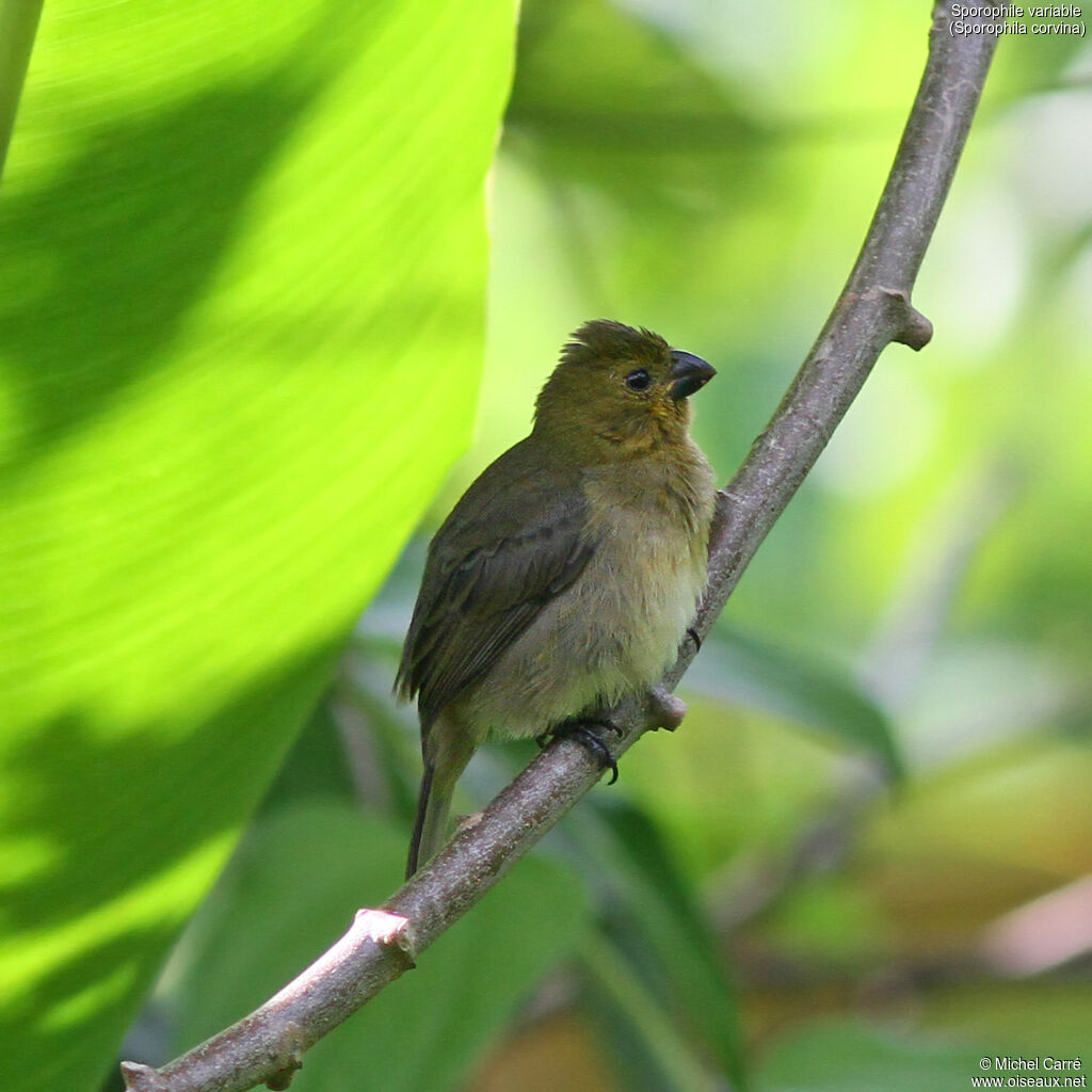Sporophile variable femelle adulte