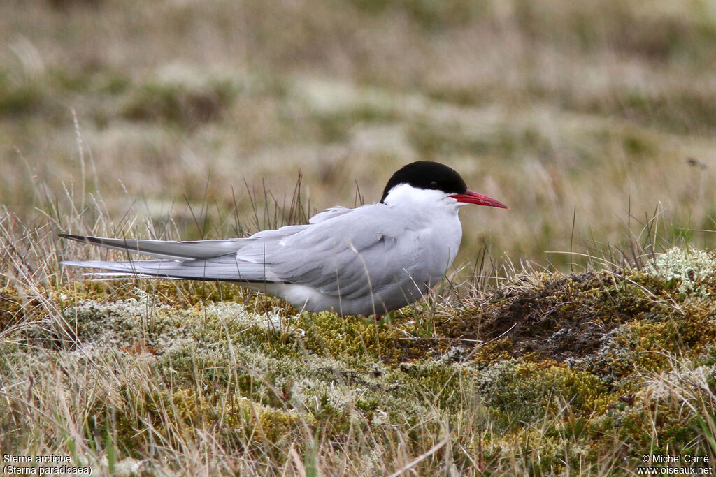 Arctic Ternadult breeding
