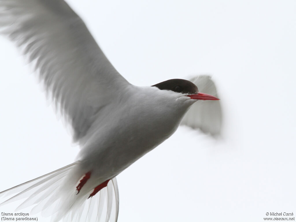 Arctic Ternadult breeding