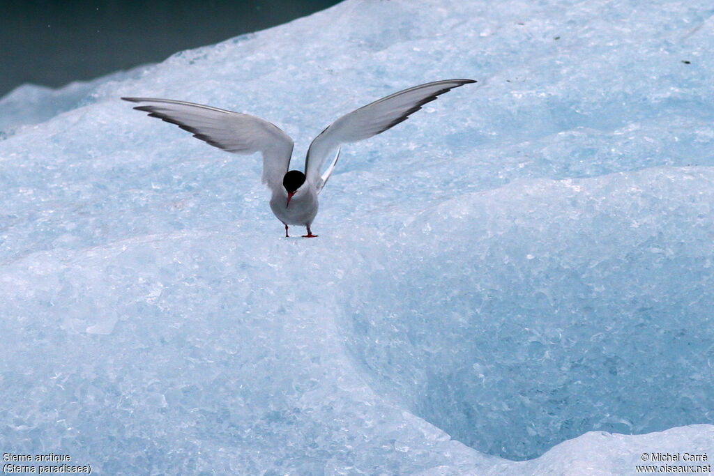 Arctic Ternadult breeding