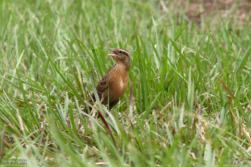 Red-breasted Meadowlark female adult