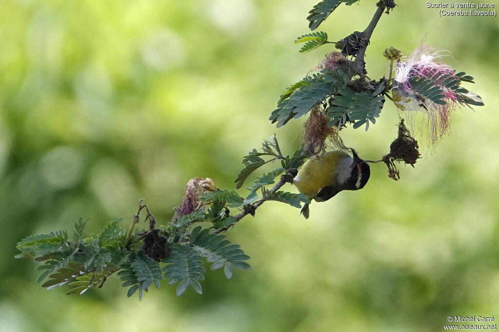 Bananaquitadult