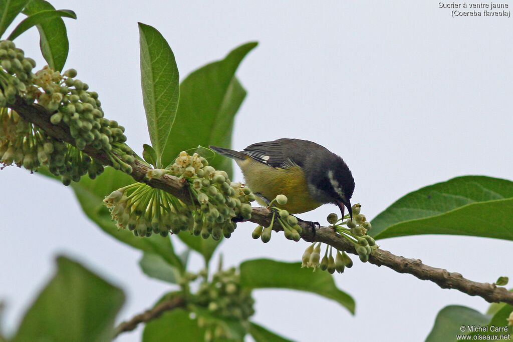 Bananaquit
