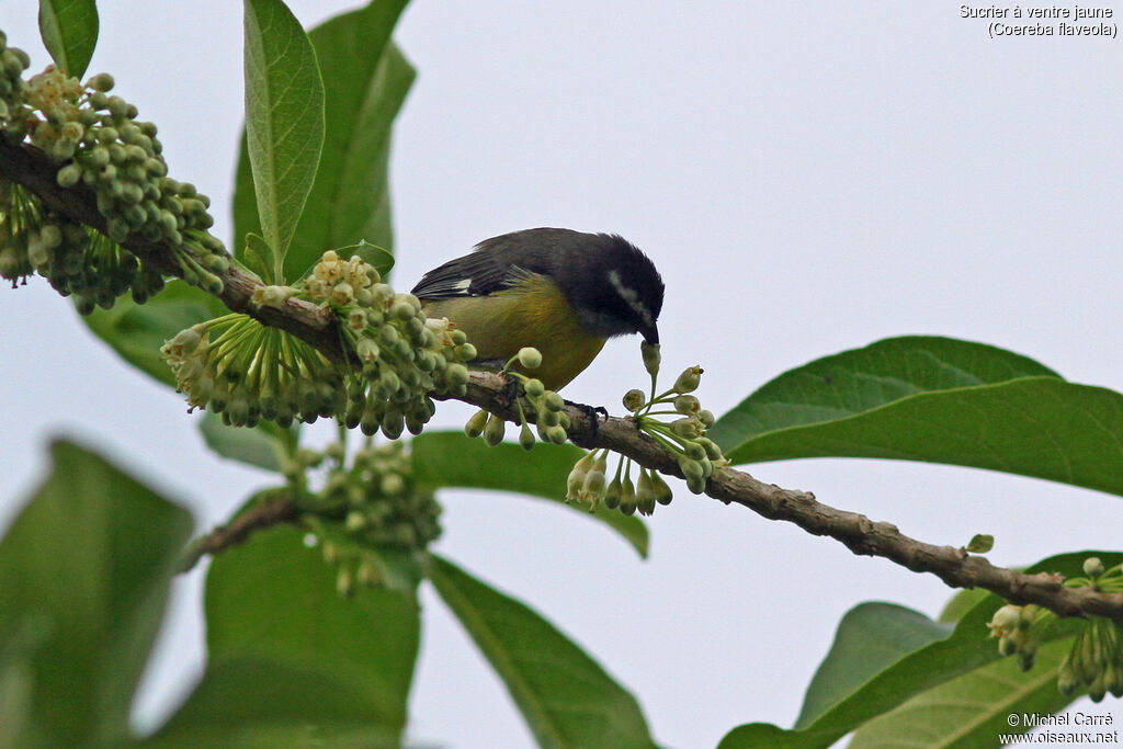 Bananaquitadult