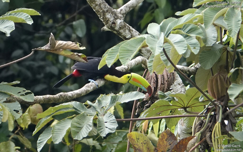 Keel-billed Toucanadult