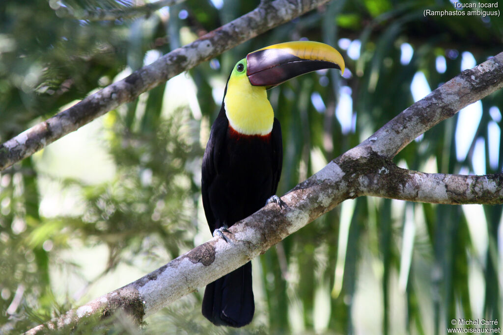 Toucan tocardadulte