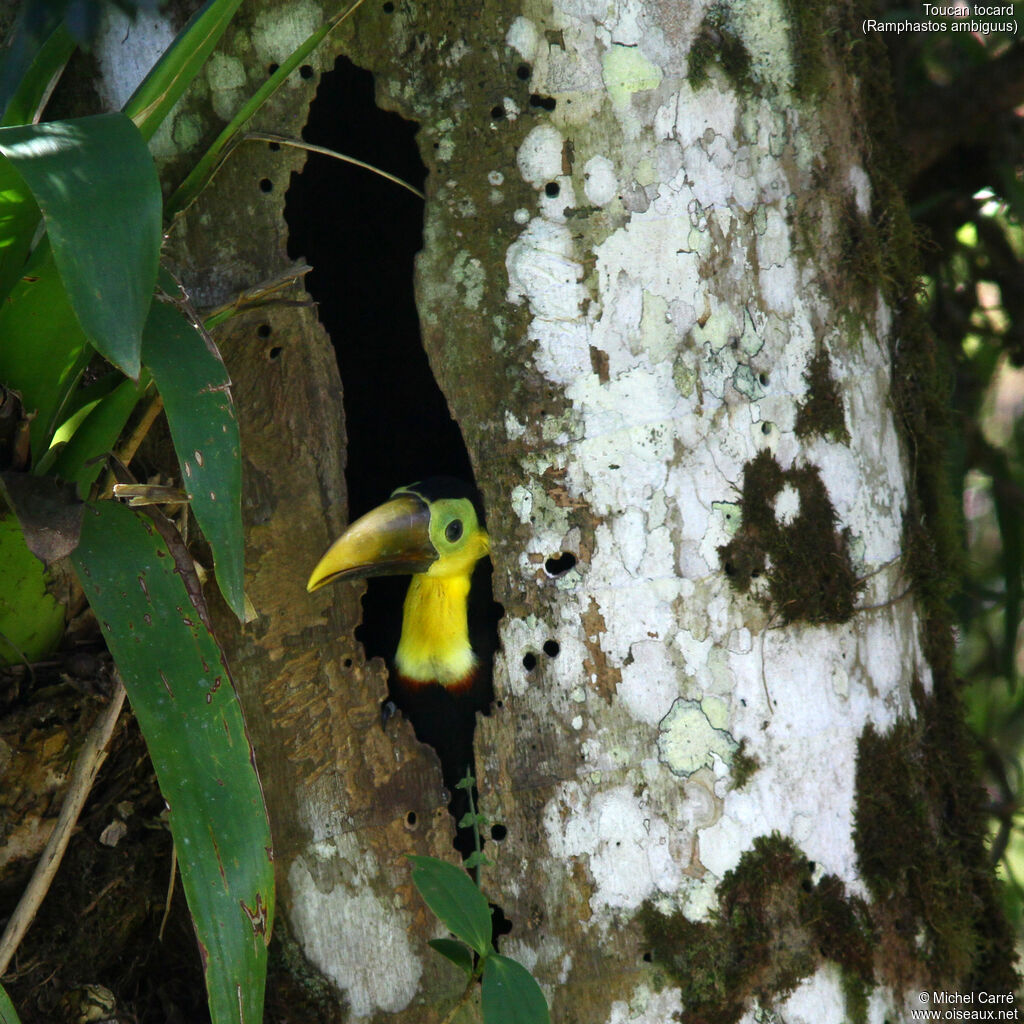 Toucan tocardjuvénile