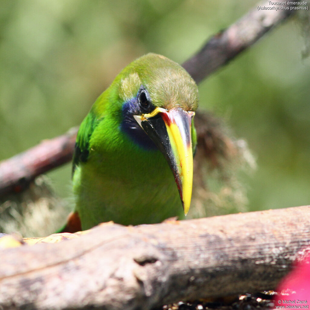 Emerald Toucanetadult