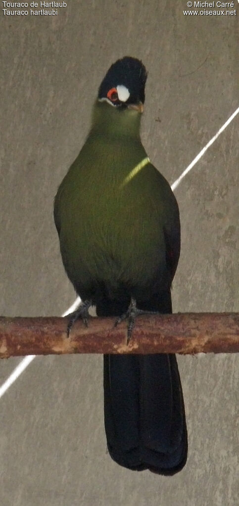 Hartlaub's Turaco