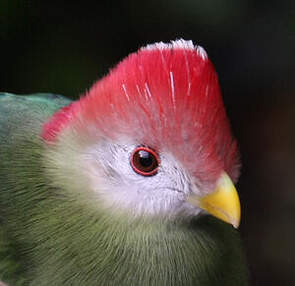 Touraco de Pauline