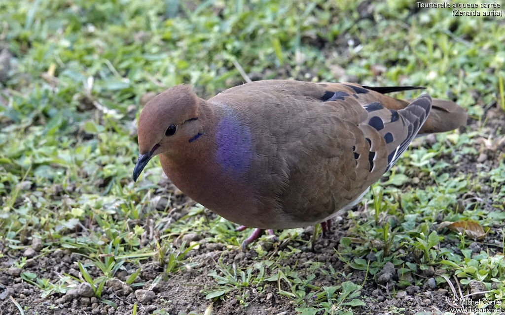 Tourterelle à queue carréeadulte, identification, marche