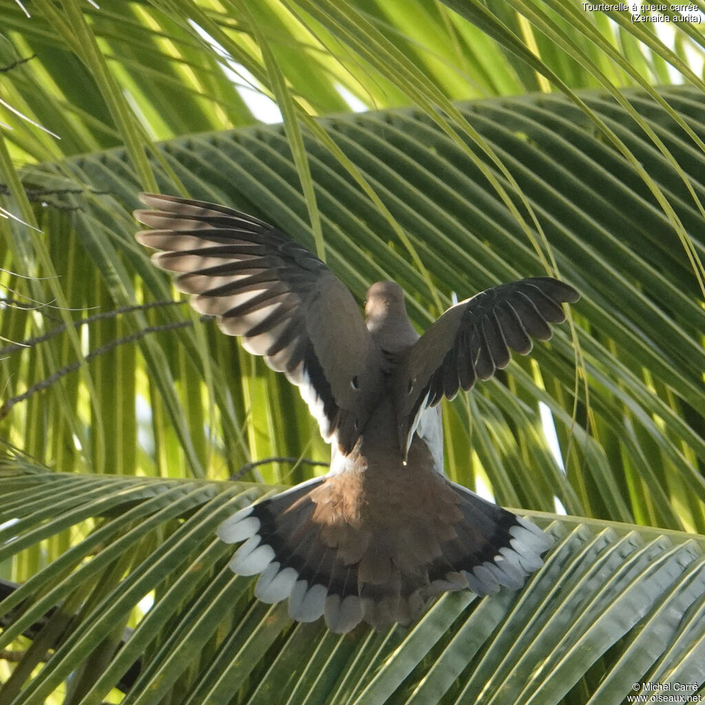 Tourterelle à queue carréeadulte, identification