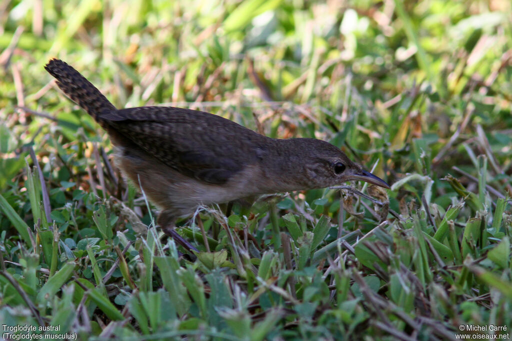 Troglodyte austral