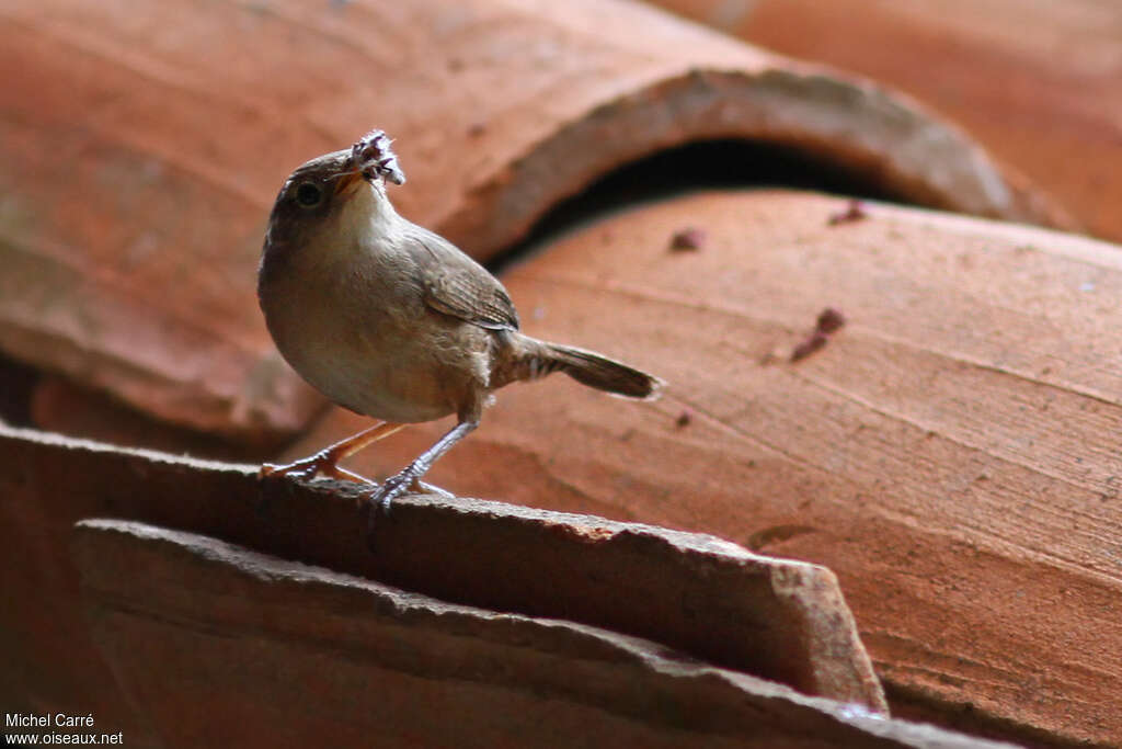 Troglodyte australadulte, régime, mange