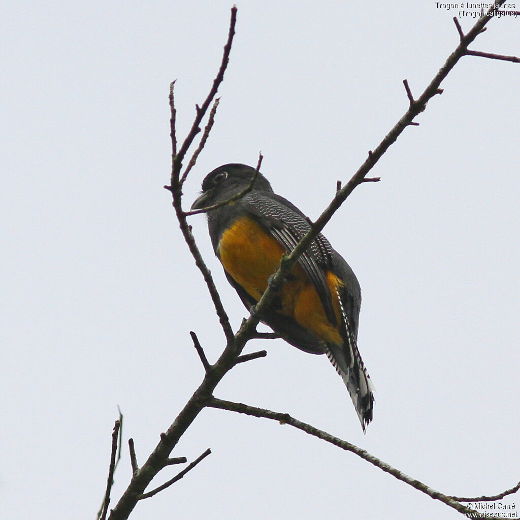 Gartered Trogon female adult