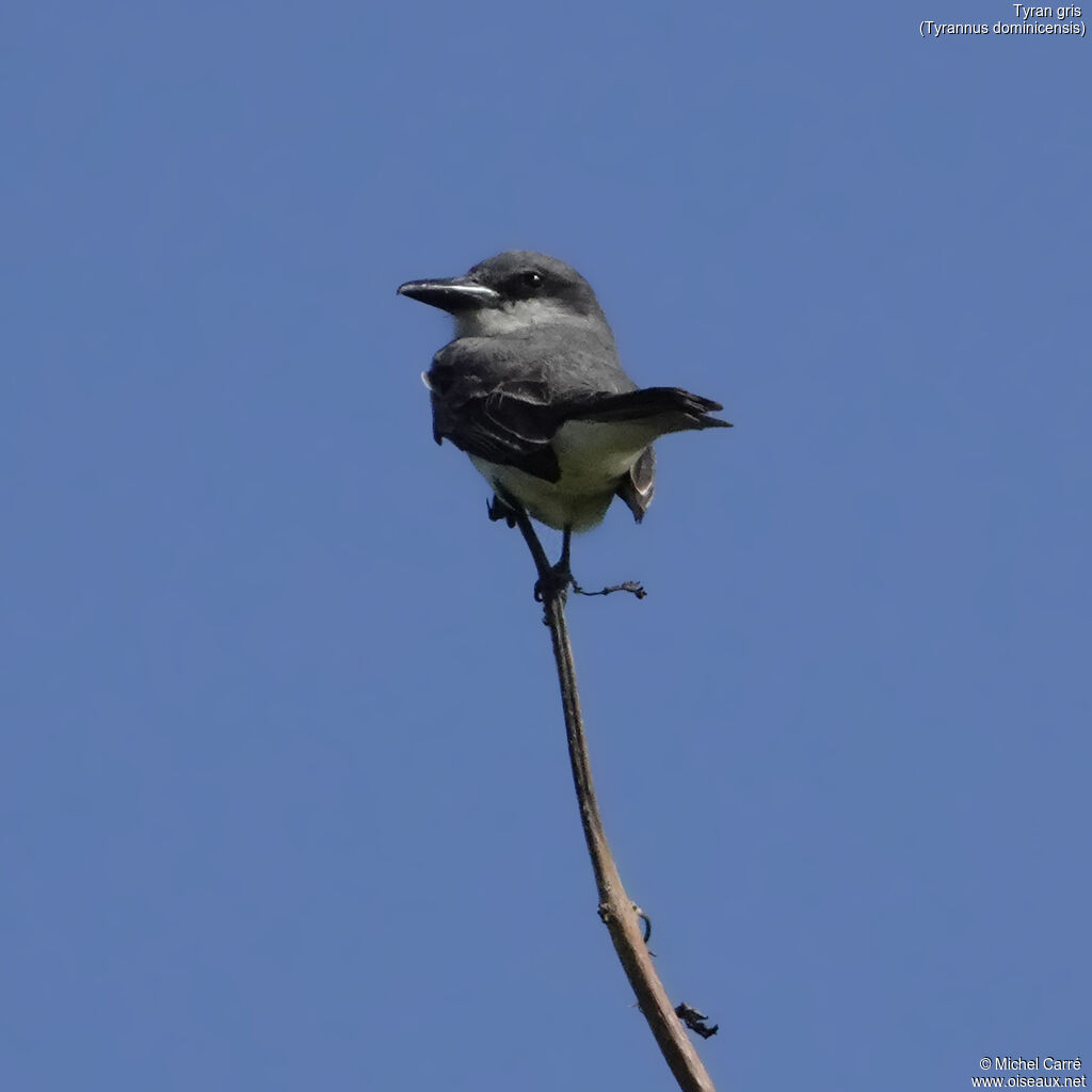 Tyran grisadulte