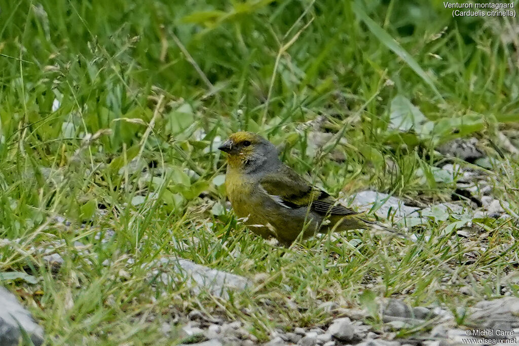 Citril Finch male adult