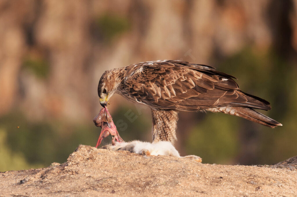 Aigle de Bonelli mâle adulte