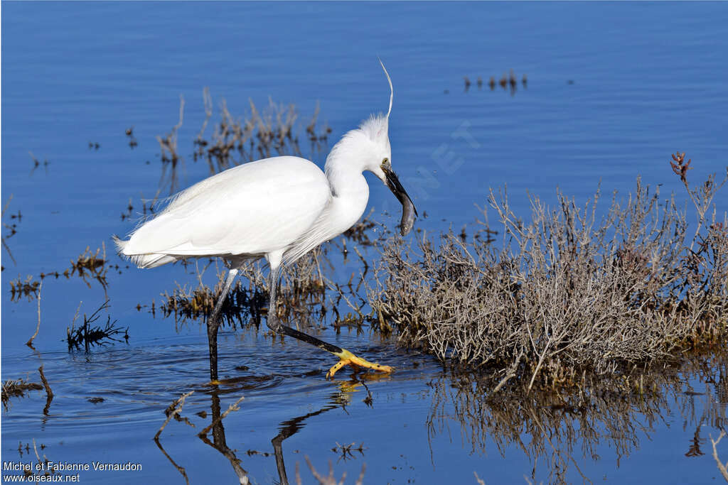 Aigrette garzetteadulte, régime