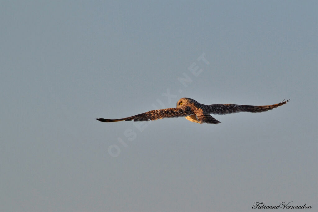 Hibou des maraisadulte
