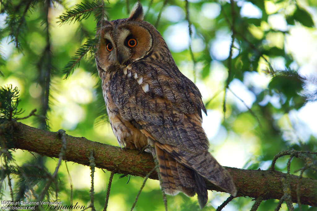 Hibou moyen-ducadulte, identification