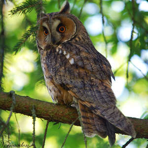 Hibou moyen-duc