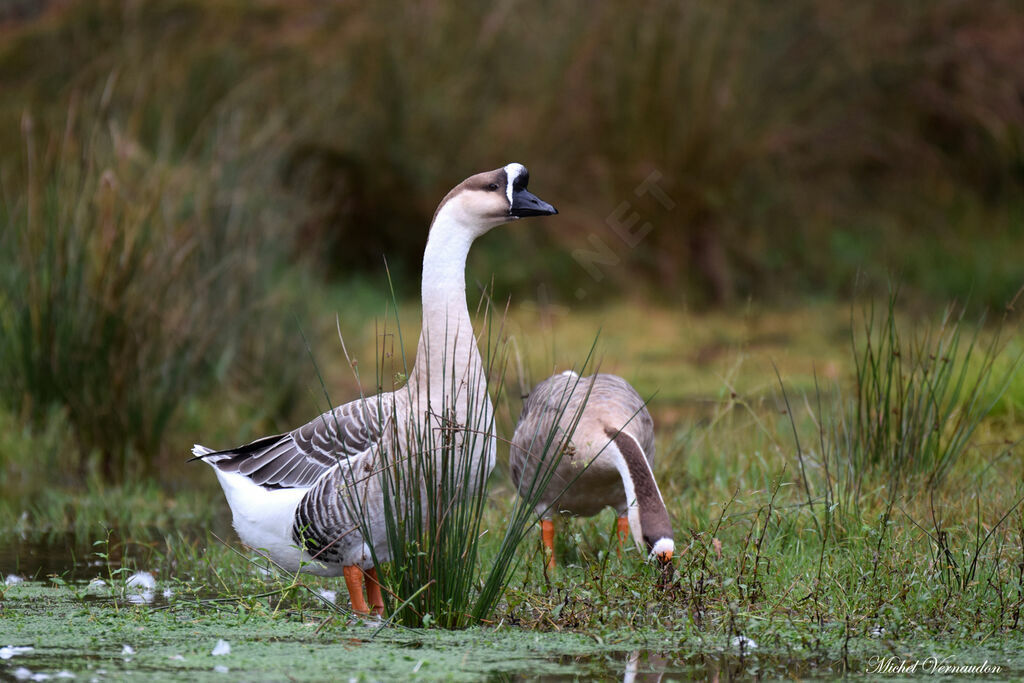 Swan Goose