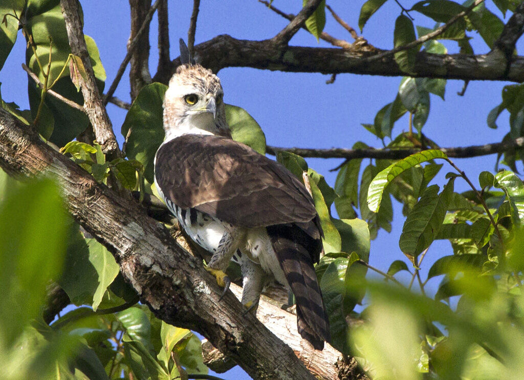 Aigle orné