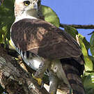 Aigle orné