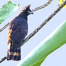Aigle tyran