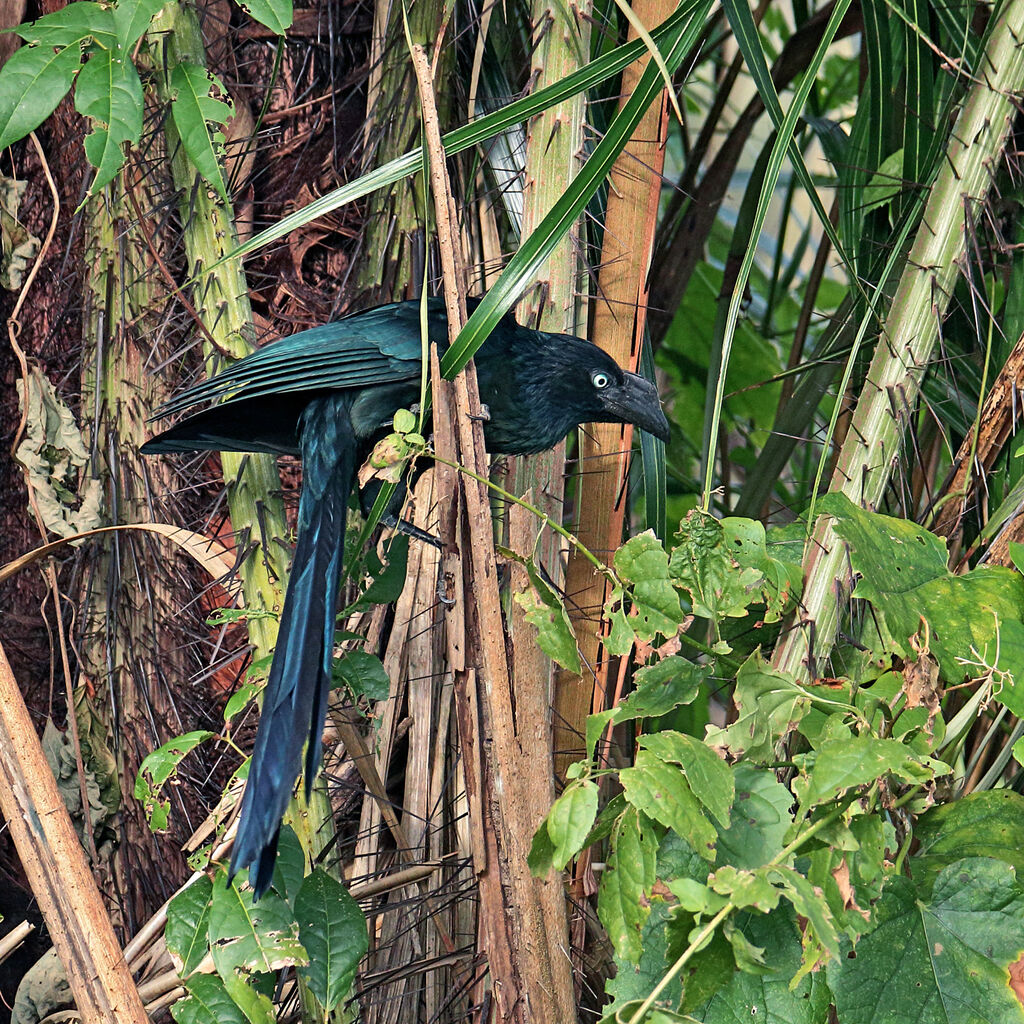 Greater Aniadult