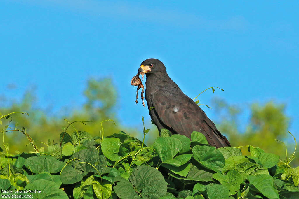 Buse urubuimmature, régime, mange