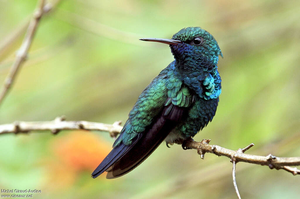Blue-chinned Sapphire male adult, identification