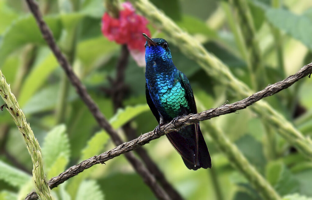 Colibri à menton bleu mâle adulte