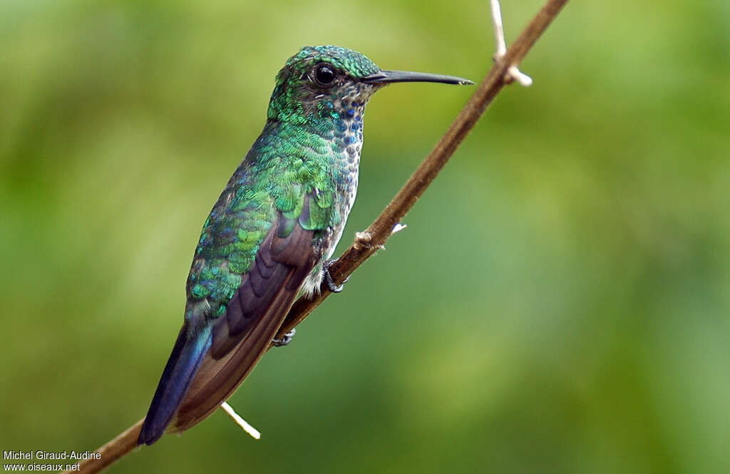 Colibri à menton bleu mâle immature, identification