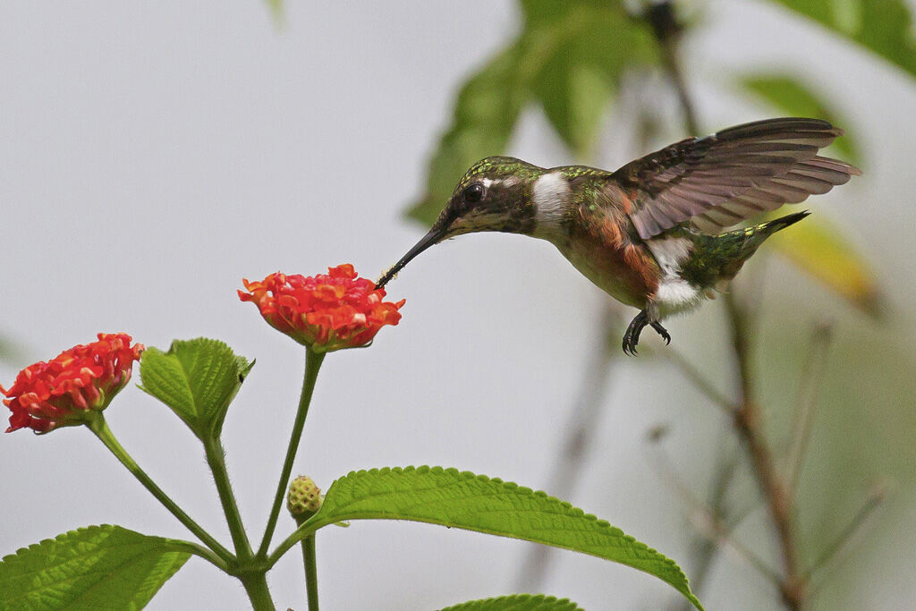Colibri améthyste mâle immature