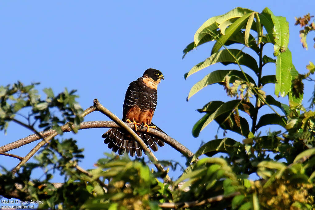 Faucon des chauves-sourisadulte, habitat, pigmentation