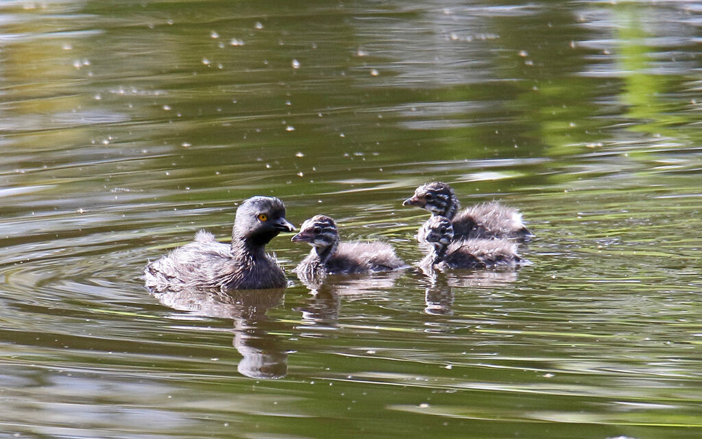 Least Grebe