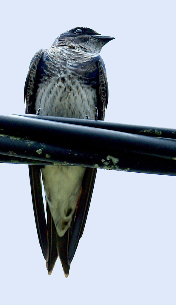 Southern Martin male immature, identification