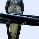 Hirondelle gracieuse