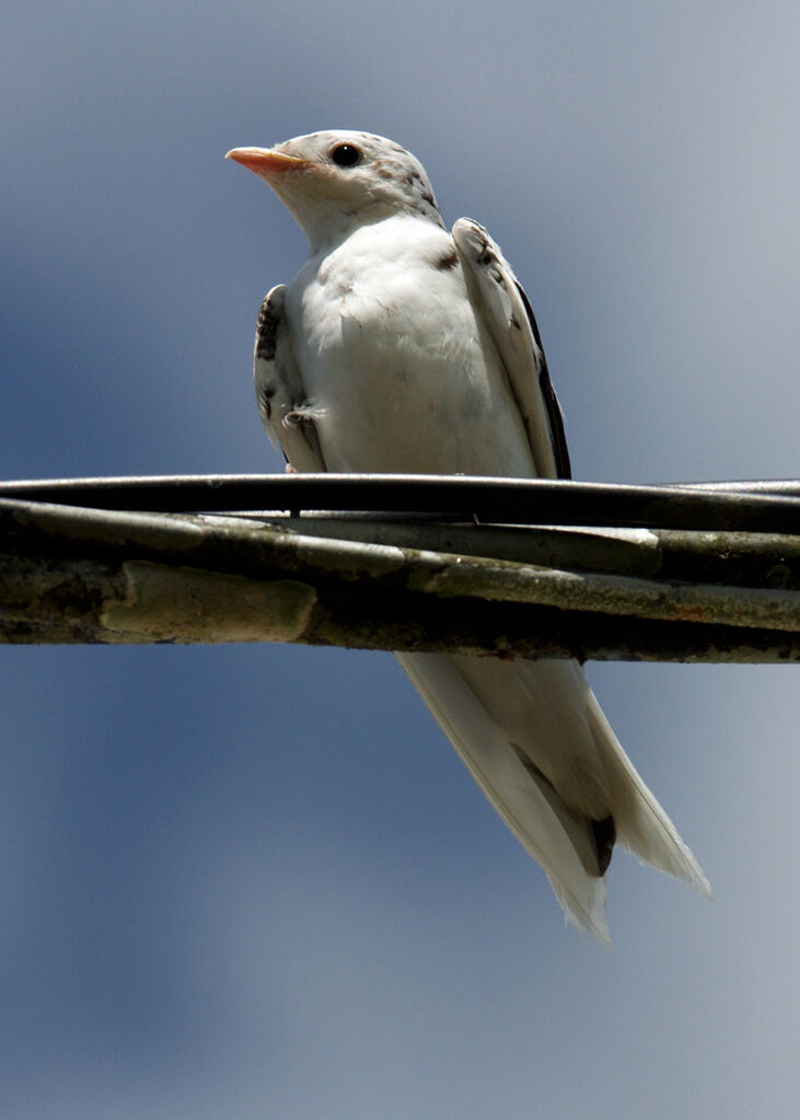 Hirondelle gracieuse femelle adulte