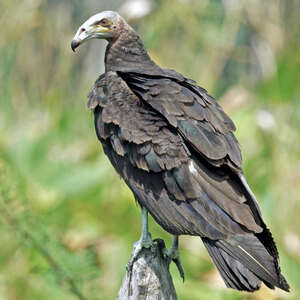 Urubu à tête jaune